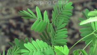 Mimosa Pudica  The Sensitive Plant [upl. by Gherardi]