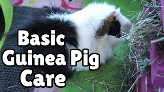 BASIC GUINEA PIG CARE for beginners [upl. by Oletta286]