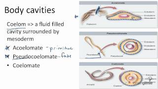 1326 Body Cavities  Acoelomates Pseudocoelomates and [upl. by Allemaj698]