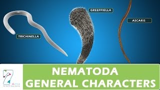 Nematoda General Characters [upl. by Gehlbach398]