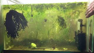 Scuds Daphnia Cherry Shrimp Copepods My aquatic food culture [upl. by Rosane]