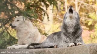 Wolf Howl Harmonies [upl. by Lenwood]