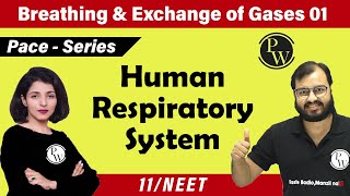 Breathing and Exchange of Gases  01  Human Respiratory System  Class 11 Neet  Pace Series [upl. by Power398]