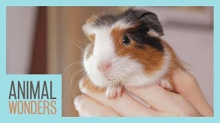 Guinea Pigs What Where How [upl. by Duncan]