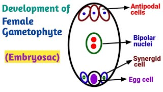 Development of Female gametophyte Embryo Sac  Reproduction in Lower and Higher Plants [upl. by Carrillo]