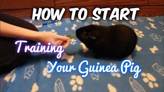 How to Start Training Your Guinea Pig [upl. by Brause]