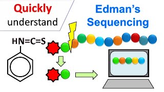 Edman degradation  Edman Sequencing [upl. by Glassman28]