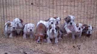 Dog pile English Bulldog puppies sleeping [upl. by Rendrag]