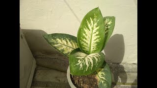 Dieffenbachia Plant Hindi  How To Grow amp Care Dumb Cane Plant  Dieffenbachia Plant Care [upl. by Grieve]