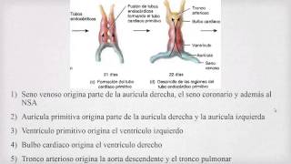 Embriología del Corazón [upl. by Helmut]