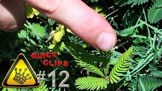 QC12  Touch Sensitive Plant Mimosa Pudica [upl. by Peter]