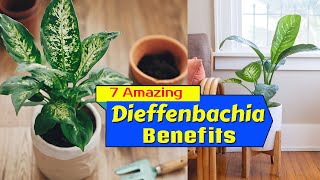 7 Amazing Dieffenbachia Benefits  Indoor Dumb Cane Uses [upl. by Aehtorod964]