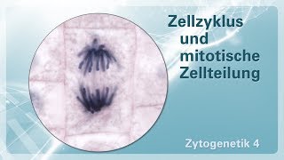 Zytogenetik 04 – Zellzyklus und mitotische Zellteilung [upl. by Macy949]