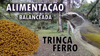 A MELHOR ALIMENTAÇÃO PARA TRINCA FERRO [upl. by O'Driscoll]