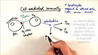 AS Biology  Cellmediated immunity OCR A Chapter 126 [upl. by Ruosnam]