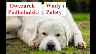 Owczarek PODHALAŃSKI  Wady i Zalety [upl. by Nnainot]