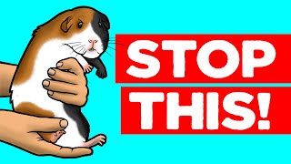 18 Things Guinea Pigs Hate [upl. by Mcdougall]