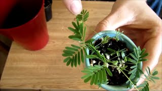 How To Grow Sensitive Plants from Seed [upl. by Andromede106]