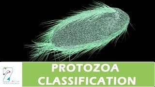 PROTOZOA CLASSIFICATION [upl. by Lasorella]