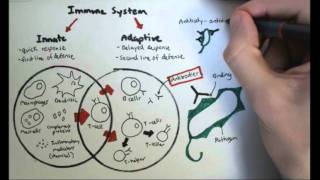 Immunology Overview [upl. by Ereveneug]