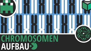 Chromosomen AufbauGenetikBiologieLernvideo [upl. by Zabrina]