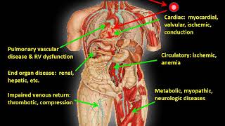 Interpretation of Cardiopulmonary Exercise Tests Part 2 [upl. by Iaoh]