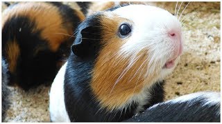 Signs Your Guinea Pig Is Angry [upl. by Nuawed]