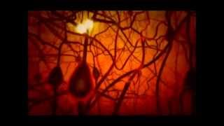 PBS The Secret Life of the Brain  The Babys Brain miniwmv [upl. by Reffineg856]