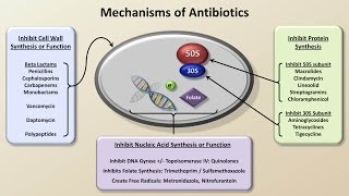 Mechanisms and Classification of Antibiotics Antibiotics  Lecture 3 [upl. by Christy]