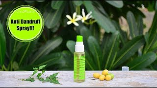 Spray This Once To Remove Dandruff amp Itchiness Permanently  Powerful Homemade Anti Dandruff Spray [upl. by Aronaele589]