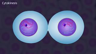 Mitosis and the Cell Cycle Animation [upl. by Beeck118]