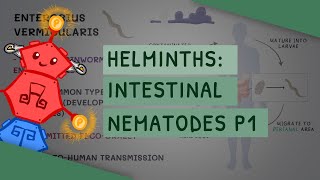 Helminths Intestinal Nematodes Part 1 features clinical importance diagnosis treatment [upl. by Allimaj]