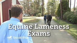 Equine Lameness Exams [upl. by Mathian395]