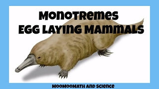 Monotremesegg laying mammals [upl. by Evreh]