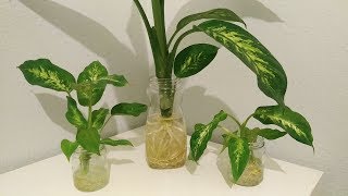 Growing Dieffenbachia Dumb Cane in full water culture [upl. by Egas]