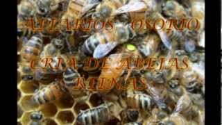 CRIA DE ABEJAS REINAS apiarios osorio [upl. by Brasca]