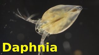 Daphnia [upl. by Odoric]