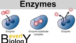 Enzymes and Catalysts [upl. by Adolpho]