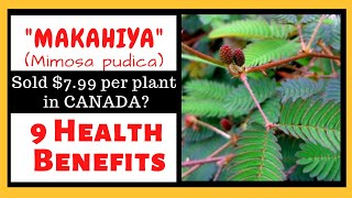 Makahiya Mimosa pudica Health Benefits The Wonder Weed [upl. by Fem]