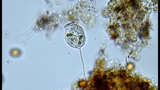 Microroganismos Vorticella [upl. by Ottie196]