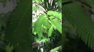 Mimosa pudica  The humble plant [upl. by Kamerman265]