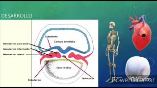 DESARROLLO EMBRIONARIO SISTEMA MUSCULO ESQUELÉTICO [upl. by Burget787]