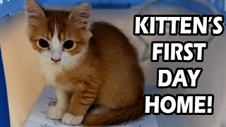 Adopting A Kitten  Cats First Days Home [upl. by Ellon]