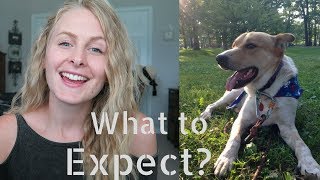 DOG ADOPTION How It Works  How Long It Takes [upl. by Marisa]