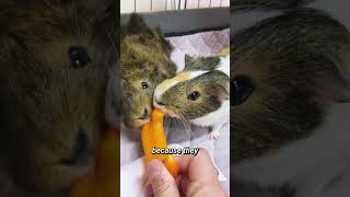 Adorable Guinea Pig Moments Cute Pets Compilation [upl. by Zeba871]