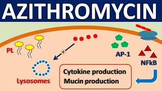 Azithromycin  Mechanism side effects precautions amp uses [upl. by Rafe]