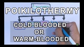 Poikilothermy amp How it is achieved  Cold Blooded or Warm Blooded [upl. by Cormack869]