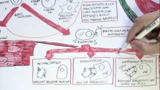 Immunology Map VI  Humoral Immunity [upl. by Olenka2]