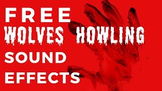 WOLF HOWLING  Free Wolf Sound Effects [upl. by Tiga]