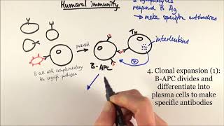 AS Biology  Humoral immunity OCR A Chapter 126 [upl. by Araic482]